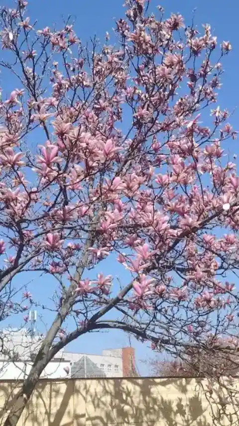 Cazare Clara Cluj — grădină și loc de relaxare